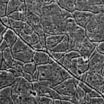 SEM Microstructure Image 